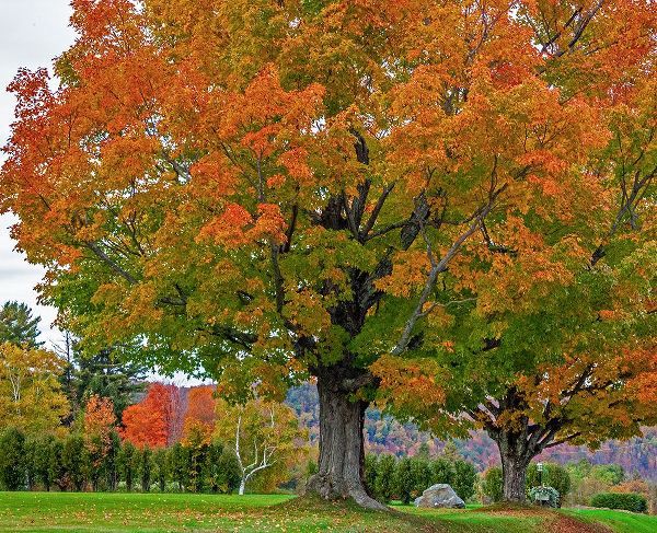 Gulin, Sylvia 아티스트의 USA-New Hampshire-Fall colors with White Birch and Maple trees작품입니다.